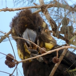 Calyptorhynchus lathami lathami at Buxton, NSW - suppressed