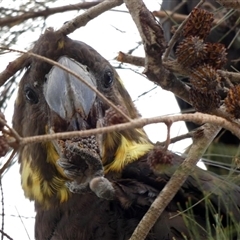 Calyptorhynchus lathami lathami at Buxton, NSW - suppressed