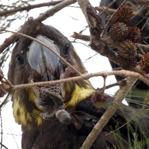 Calyptorhynchus lathami lathami at Buxton, NSW - suppressed