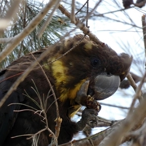 Calyptorhynchus lathami lathami at Buxton, NSW - suppressed