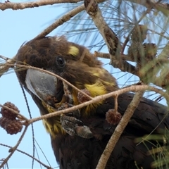 Calyptorhynchus lathami lathami at Buxton, NSW - suppressed