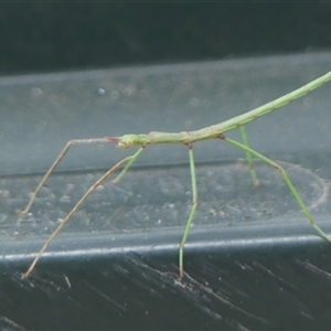 Phasmatodea (order) (Unidentified stick insect) at Braemar, NSW by Curiosity