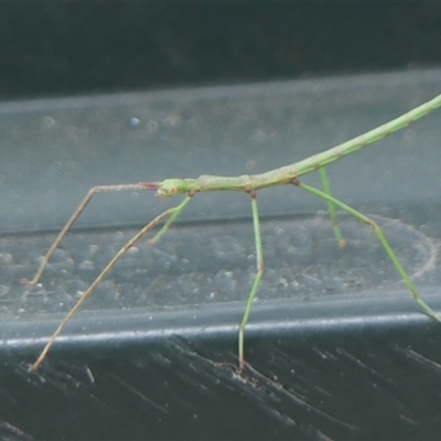 Phasmatodea (order) (Unidentified stick insect) at Braemar, NSW - 12 Jan 2025 by Curiosity