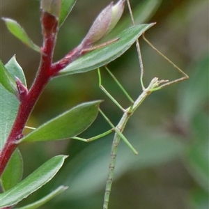 Phasmatodea (order) at Braemar, NSW - 12 Jan 2025 12:27 PM