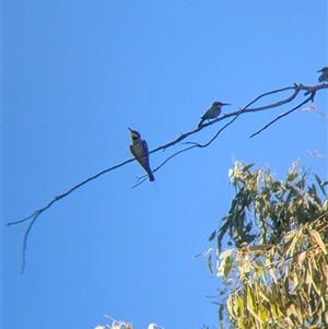 Merops ornatus (Rainbow Bee-eater) at Alice Springs, NT by Darcy