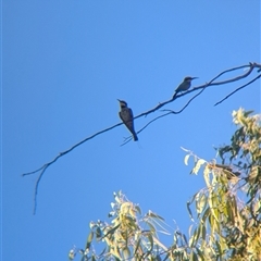 Merops ornatus at Alice Springs, NT - 3 Jan 2025 05:49 PM