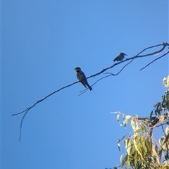 Merops ornatus at Alice Springs, NT - 3 Jan 2025 05:49 PM