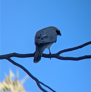 Coracina novaehollandiae (Black-faced Cuckooshrike) at Alice Springs, NT by Darcy