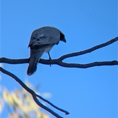 Coracina novaehollandiae at Alice Springs, NT - 3 Jan 2025 05:51 PM