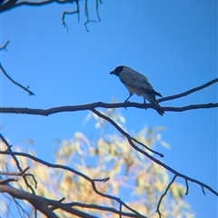 Coracina novaehollandiae at Alice Springs, NT - 3 Jan 2025 05:51 PM