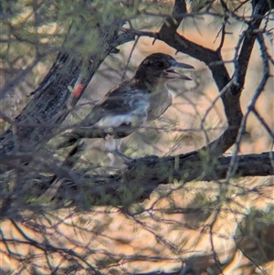 Cracticus nigrogularis (Pied Butcherbird) at Desert Springs, NT by Darcy