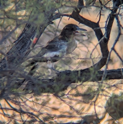 Cracticus nigrogularis (Pied Butcherbird) at Desert Springs, NT - 3 Jan 2025 by Darcy