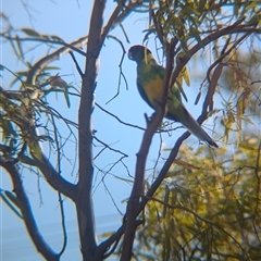 Barnardius zonarius (Australian Ringneck) at Desert Springs, NT - 3 Jan 2025 by Darcy