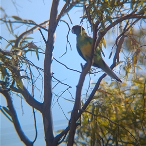 Barnardius zonarius at Desert Springs, NT - 3 Jan 2025 06:07 PM