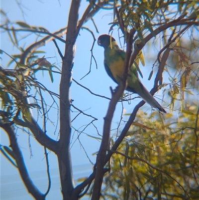 Barnardius zonarius (Australian Ringneck) at Desert Springs, NT - 3 Jan 2025 by Darcy