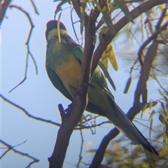 Barnardius zonarius at Desert Springs, NT - 3 Jan 2025 06:07 PM