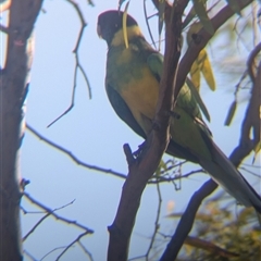 Barnardius zonarius at Desert Springs, NT - 3 Jan 2025 06:07 PM