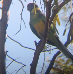 Barnardius zonarius at Desert Springs, NT - 3 Jan 2025 06:07 PM