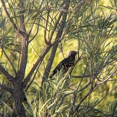 Chlamydera guttata (Western Bowerbird) at Desert Springs, NT - 3 Jan 2025 by Darcy