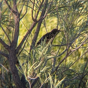 Chlamydera guttata at Desert Springs, NT - 3 Jan 2025 06:10 PM
