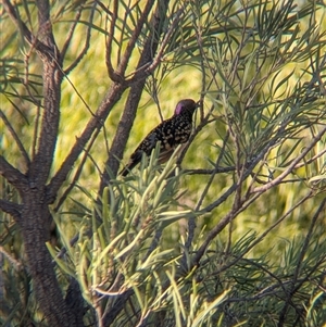 Chlamydera guttata at Desert Springs, NT - 3 Jan 2025 06:10 PM