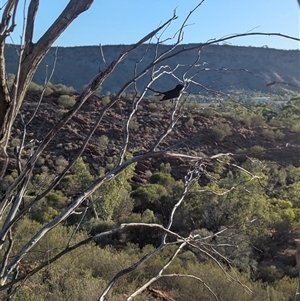 Rhipidura leucophrys (Willie Wagtail) at Desert Springs, NT by Darcy