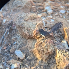 Rhipidura leucophrys at Desert Springs, NT - 3 Jan 2025