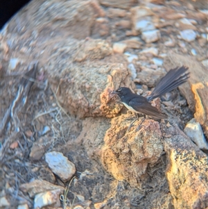 Rhipidura leucophrys at Desert Springs, NT - 3 Jan 2025 06:28 PM