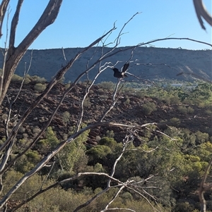 Rhipidura leucophrys at Desert Springs, NT - 3 Jan 2025