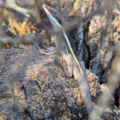 Gowidon longirostris (Long-nosed Dragon) at Alice Springs, NT - 3 Jan 2025 by Darcy