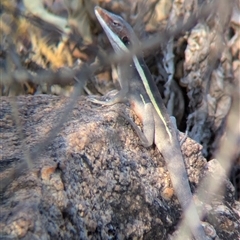 Gowidon longirostris at Alice Springs, NT - 3 Jan 2025 06:39 PM