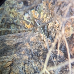 Gowidon longirostris at Alice Springs, NT - 3 Jan 2025 06:39 PM