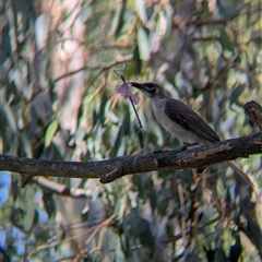 Philemon citreogularis (Little Friarbird) at Splitters Creek, NSW - 11 Jan 2025 by Darcy