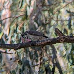 Philemon citreogularis at Splitters Creek, NSW - 12 Jan 2025 10:20 AM