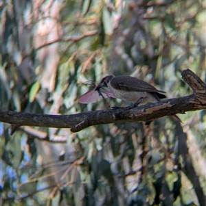 Philemon citreogularis at Splitters Creek, NSW - 12 Jan 2025 10:20 AM