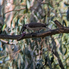 Philemon citreogularis at Splitters Creek, NSW - 12 Jan 2025 10:20 AM