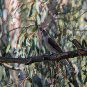 Philemon citreogularis at Splitters Creek, NSW - 12 Jan 2025 10:20 AM