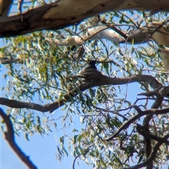 Coracina novaehollandiae (Black-faced Cuckooshrike) at Splitters Creek, NSW - 12 Jan 2025 by Darcy