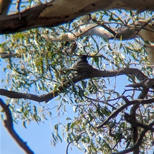 Coracina novaehollandiae (Black-faced Cuckooshrike) at Splitters Creek, NSW by Darcy