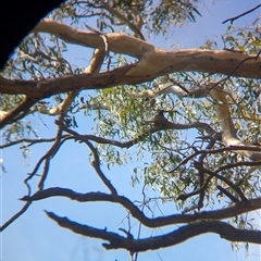 Coracina novaehollandiae at Splitters Creek, NSW - 12 Jan 2025 10:59 AM