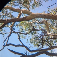 Coracina novaehollandiae at Splitters Creek, NSW - 12 Jan 2025 10:59 AM