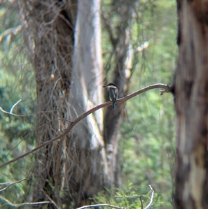 Todiramphus sanctus at Splitters Creek, NSW - 12 Jan 2025 11:03 AM