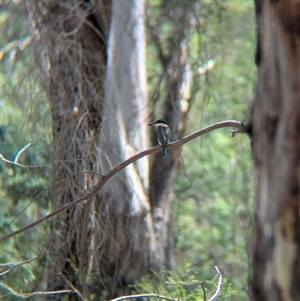 Todiramphus sanctus (Sacred Kingfisher) at Splitters Creek, NSW by Darcy