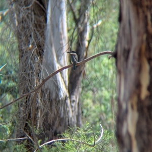 Todiramphus sanctus at Splitters Creek, NSW - 12 Jan 2025 11:03 AM