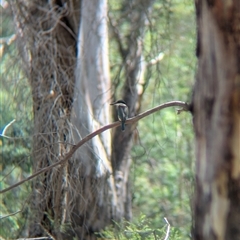 Todiramphus sanctus at Splitters Creek, NSW - 12 Jan 2025 11:03 AM