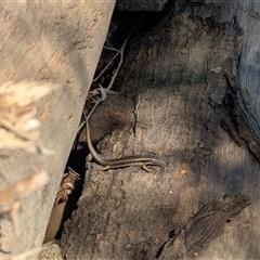 Eulamprus heatwolei at Allans Flat, VIC - 12 Jan 2025 by Darcy