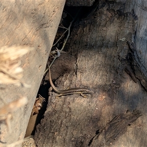 Eulamprus heatwolei at Allans Flat, VIC by Darcy