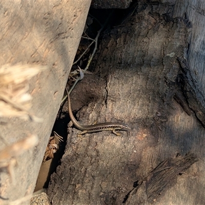 Eulamprus heatwolei (Yellow-bellied Water Skink) at Allans Flat, VIC - 12 Jan 2025 by Darcy