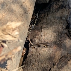 Eulamprus heatwolei at Allans Flat, VIC - 12 Jan 2025 01:45 PM