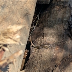 Eulamprus heatwolei at Allans Flat, VIC - 12 Jan 2025 01:45 PM